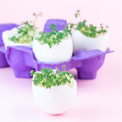 Spring sprouts, garden cress in eggshell, purple paper egg holder, on a pink background, square