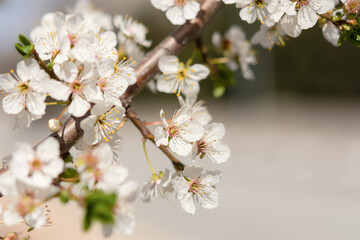 Almond flower close-up in soft focus. Spring atmospheric background of branches of a flowering almond tree. Light pastel background. The concept of awakening nature, tenderness, romance. Spring design