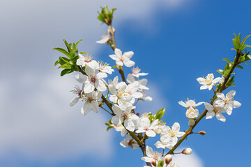 Spring atmospheric background of branches of flowering almonds.Delicate white flowers bloomed in the garden. Clear blue sky, blurred background with bokeh.The concept of freshness, early spring.Banner