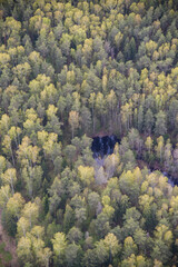 autumn in the forest