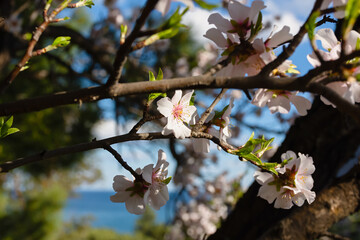 Spring atmospheric background of branches of flowering almonds.Delicate white flowers bloomed in the garden. Clear blue sky, blurred background with bokeh.The concept of freshness, early spring.Banner