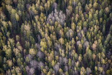 forest in the mountains