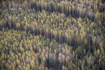 landscape with trees