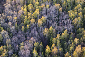 lavender field region