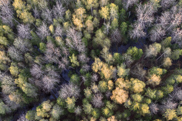 purple and green moss