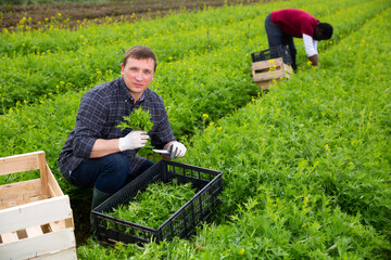 Confident worker harvesting green mizuna (Brassica rapa nipposinica laciniata) in the garden
