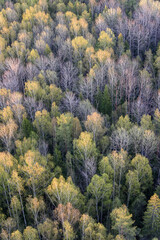 autumn in the forest