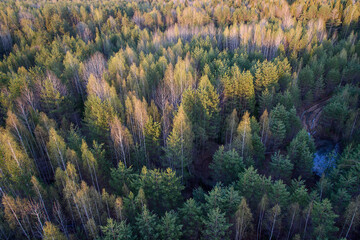 autumn forest landscape