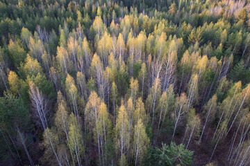 reeds in the morning