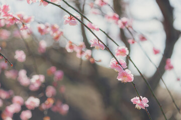 柔らかな春の日の梅