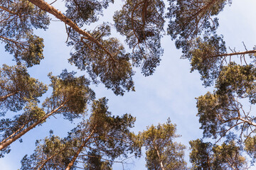 Obraz premium Pine tree crowns combined with blue sky.