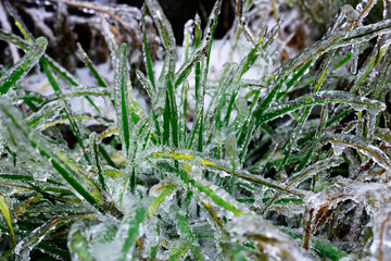 grass in snow