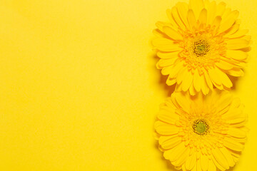 Fototapeta premium 黄色いガーベラの花 黄色背景