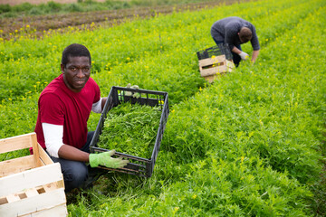 African American farmer harvesting green mizuna (Brassica rapa nipposinica) on the field