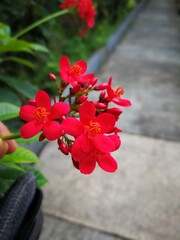 Fototapeta na wymiar Little pretty flowers