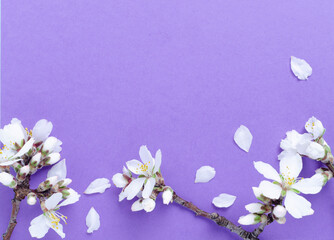 Spring border with plum blossoms on lilac card . 