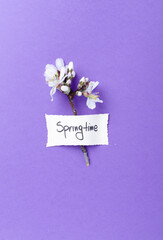 Springtime letters with blooming flower of plum on color paper.