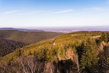 View over sunny side of the golden toned forest.