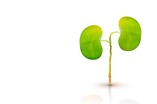 Trees (kidneys), 3D environmental and medical concepts