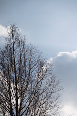 Fototapeta na wymiar 空　雲　木 cloud, sunny, tree