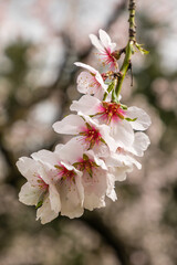 almond blossom in a park in Madrid