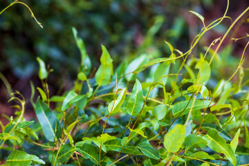 bright green leaves of eucalyptus tree
