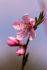 pink peach flowers on a branch