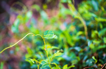blurred background of eucalyptus leaves, different shades of green