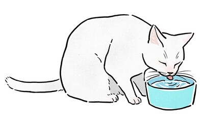 水入れから水を飲む白猫