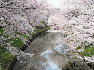 川辺に咲く満開の桜の花（奈良県奈良市佐保川）