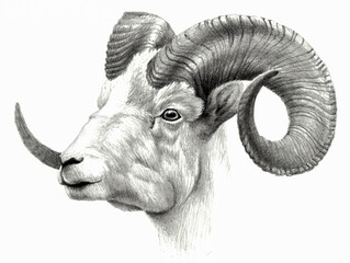 Goat`s head isolated on white background. Pencil drawing