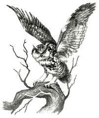 Obraz premium Owl on branch, sketch. Pencil drawing isolate on white background