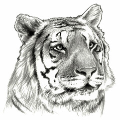 Tiger head. Pencil drawing illustration.