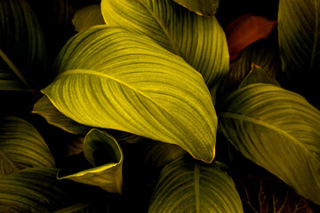 Full Frame of Green Leaves Texture Background. tropical leaf