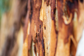 close up of eucalyptus tree bark. texture