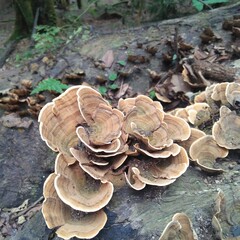 BERASTAGI, SIKULIKAP, NORTH SUMATERA - FEBRUARY, 14, 2021: this is a poisonous forest mushroom, which grows on logs with humid temperatures, INDONESIA.