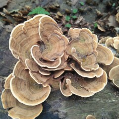 BERASTAGI, SIKULIKAP, NORTH SUMATERA - FEBRUARY, 14, 2021: this is a poisonous forest mushroom, which grows on logs with humid temperatures, INDONESIA.