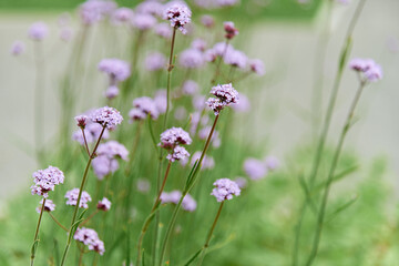 Verbena bonariensis flowers Argentinian Vervain or Purpletop Vervain, Clustertop Vervain, Tall Verbena, Pretty Verbena in garden. Small purple flowers in the field.