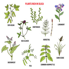 Set of plants rich in silica