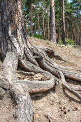 large pine roots grow on the surface of a steep mountainside