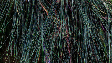 beautiful texture of pine needles