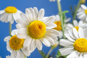 Blooming flower heads of chamomile close-up.