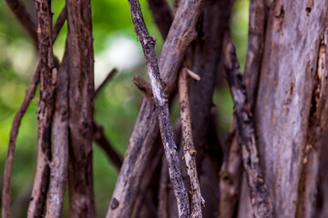 stack of dry branches. blurred background