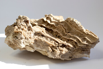 Fototapeta premium Ancient old petrified wood, excavation, minerals, on grey background close up