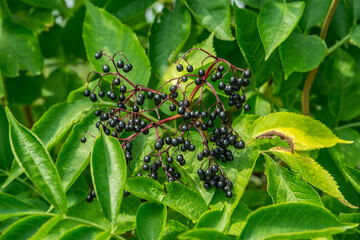 Elderberries or Sambucus berries fresh on the bush close-up.
