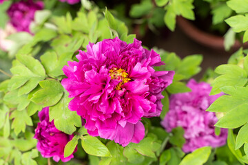 Pink peony in the garden.