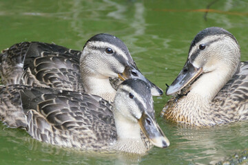 カルガモ　野鳥