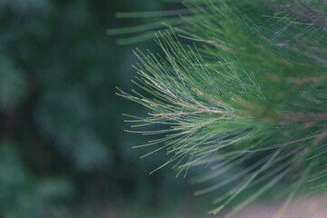 pine needles, close up, shadows and magical feeling