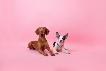 dogs vizsla and border collie