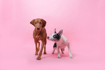 portrait of a puppy
border collie and vizsla